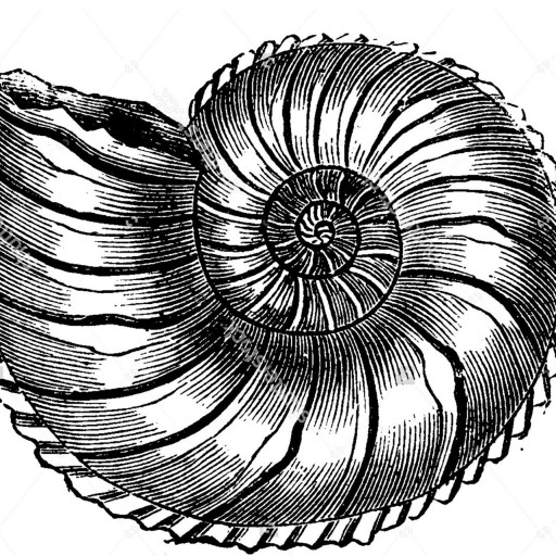 cropped-Ammonite_Icon